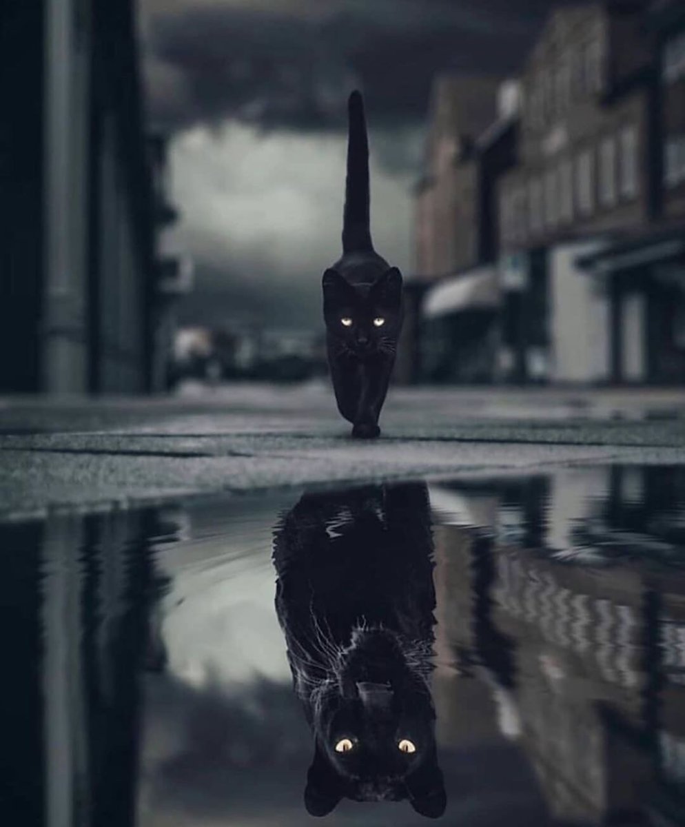 Много котов на черном фоне