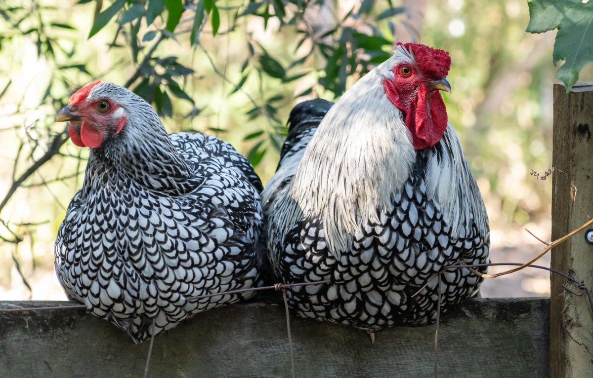 Декоративные курицы