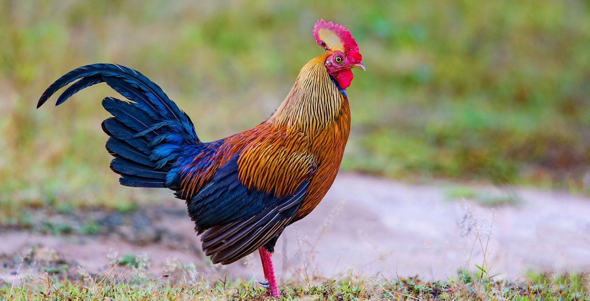 Африканский петух