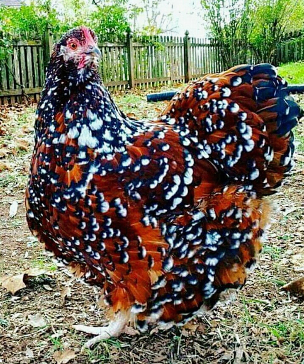 Орпингтон парцеляновый