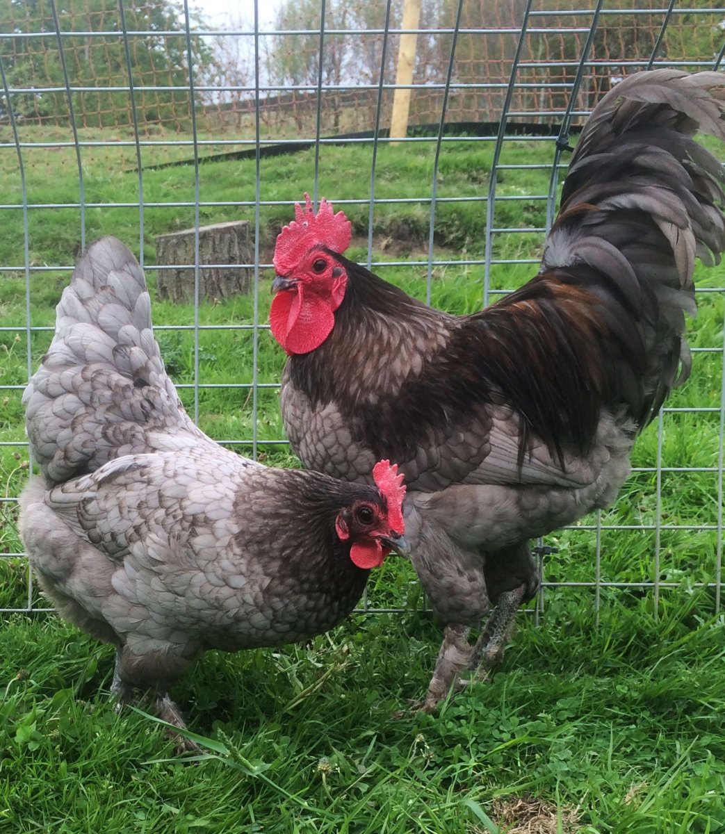 Куры Лангшан