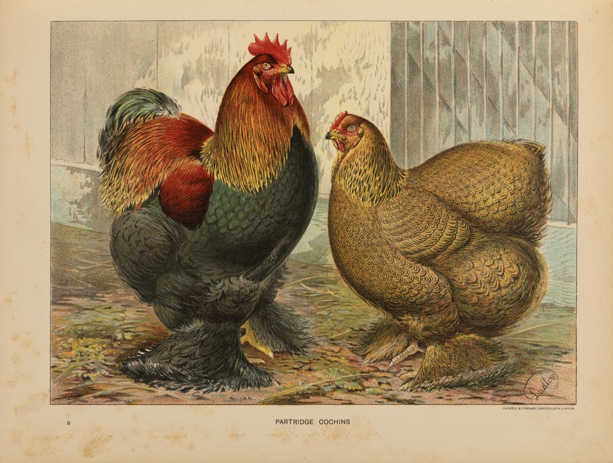 "Indian game" Antique book about Poultry Breed