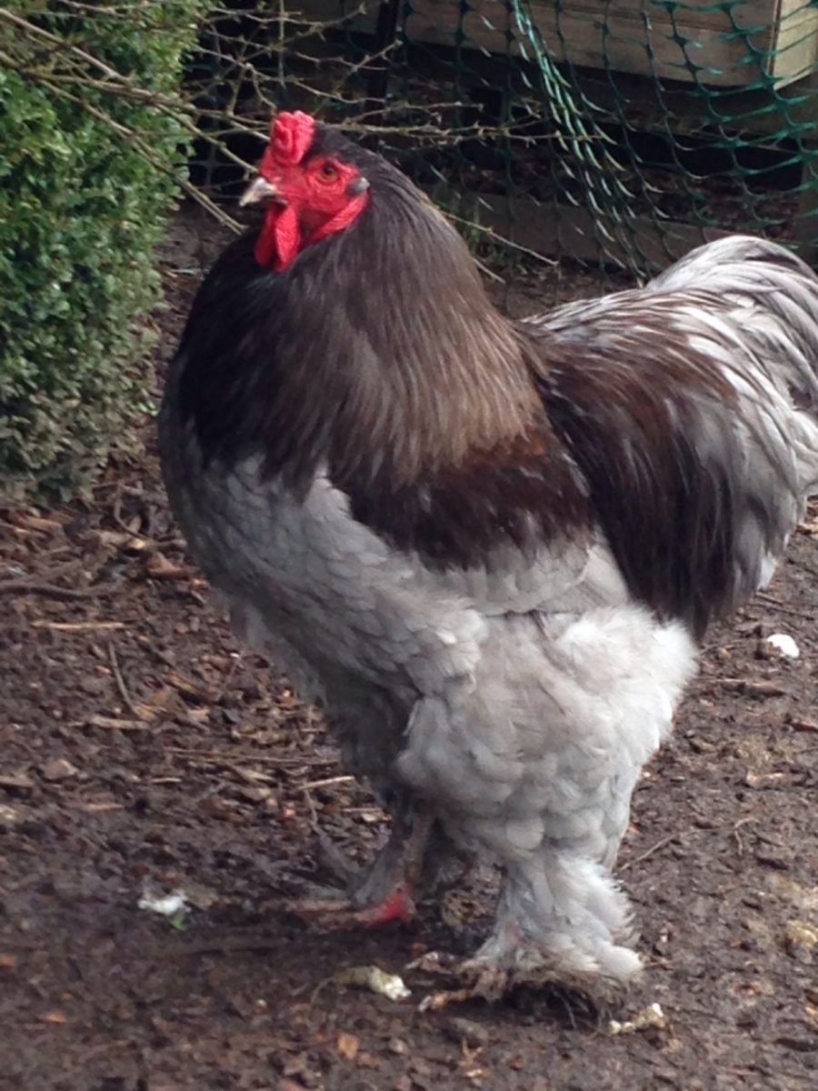 Такемичи Brahma