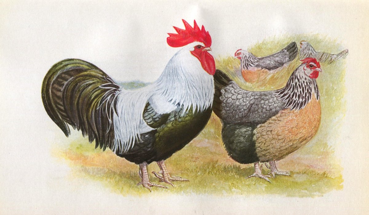 Породы куры картина