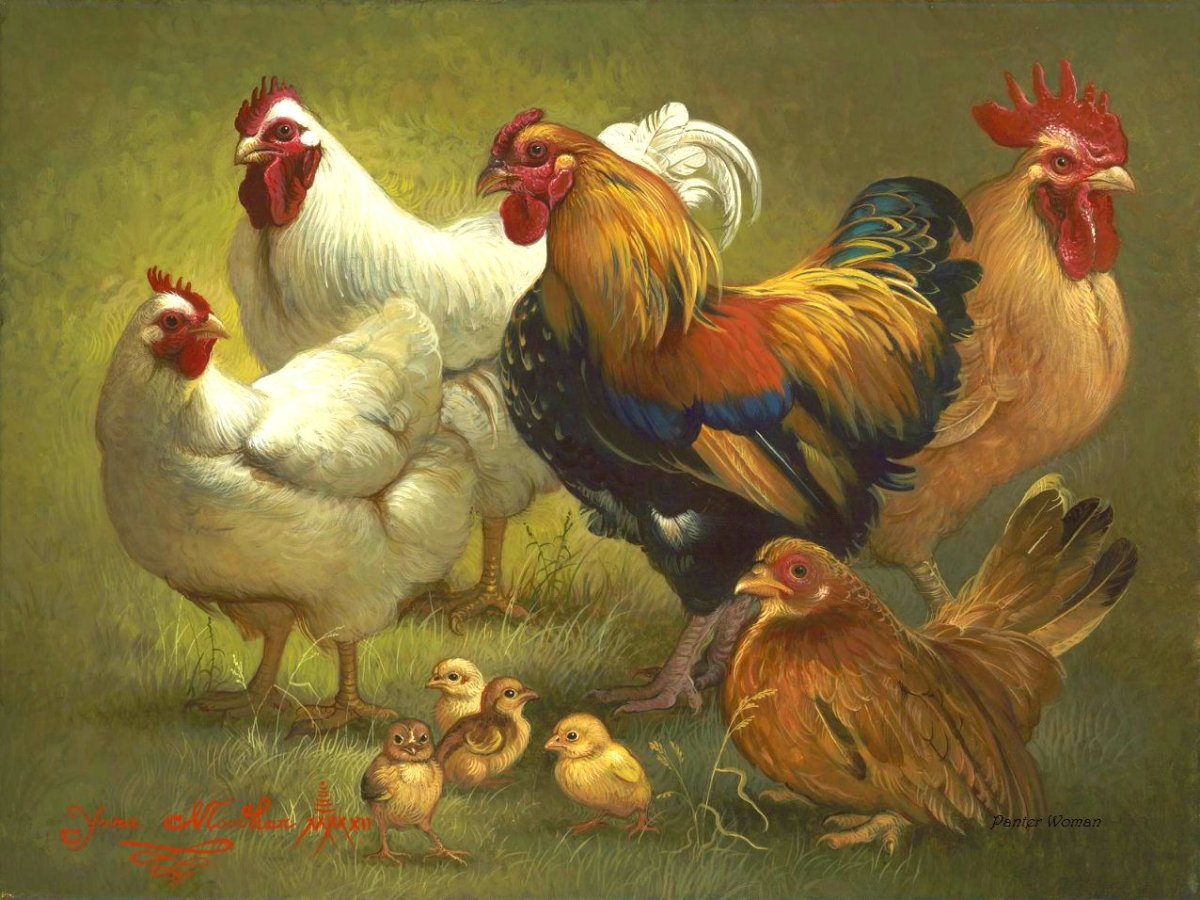Петух курица цыпленок