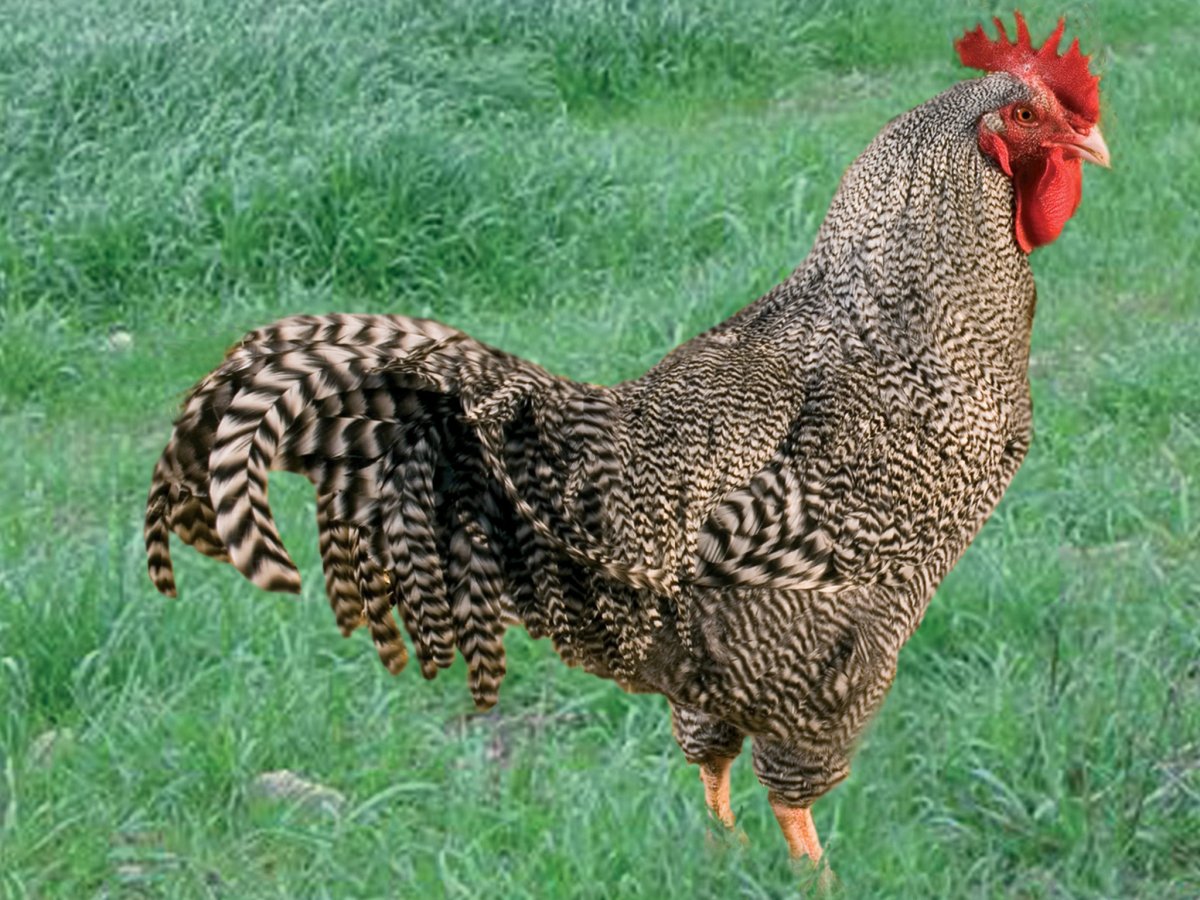 Куры венгерский великан