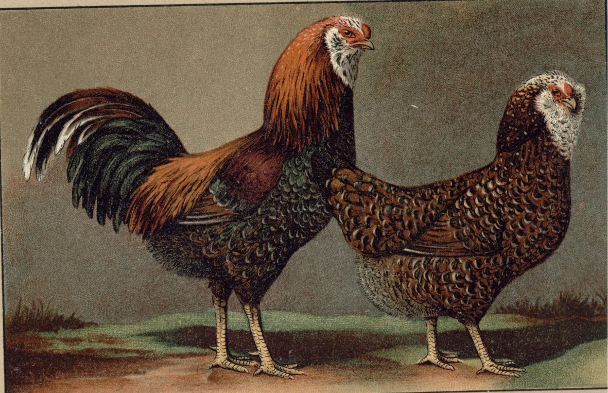 Орловская порода кур