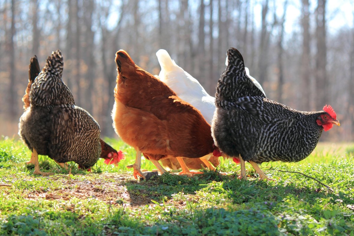 Утка Доминант