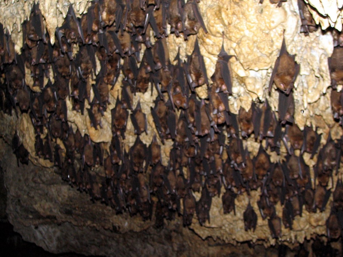 Место обитания рукокрылых