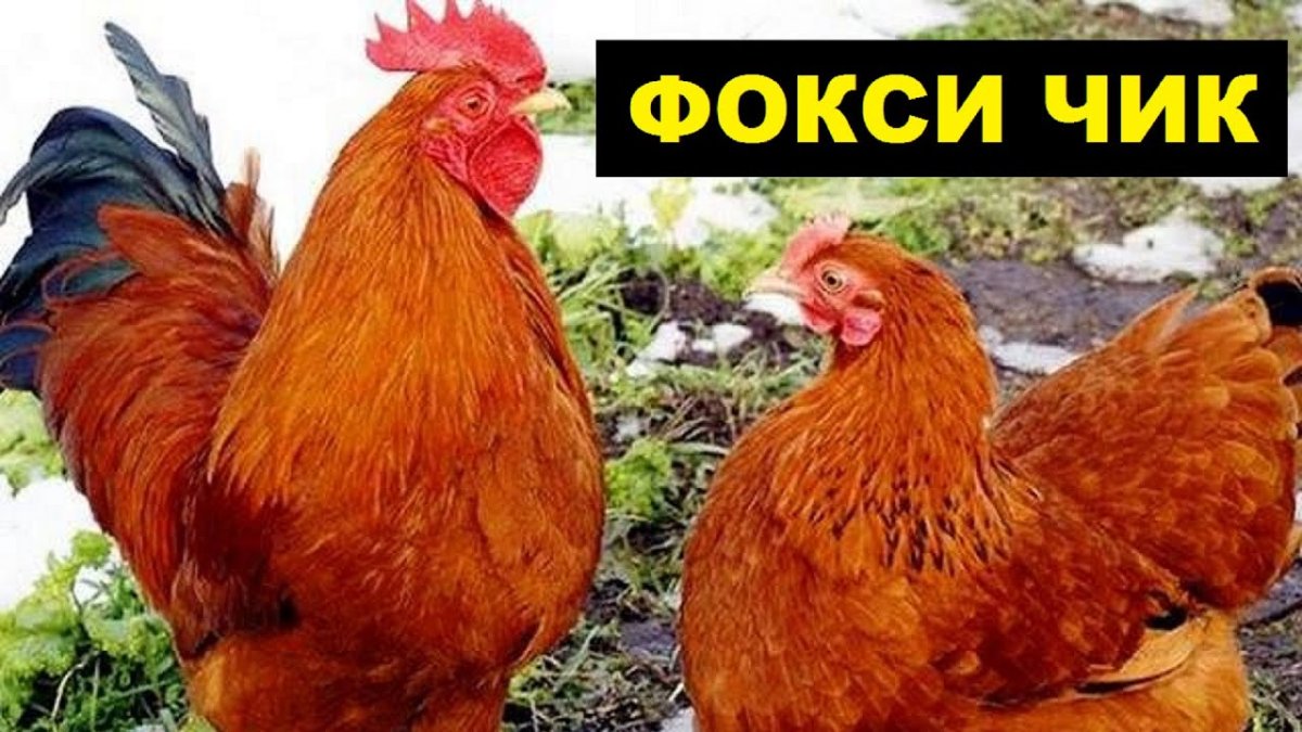 Порода куриц Фокси Чик