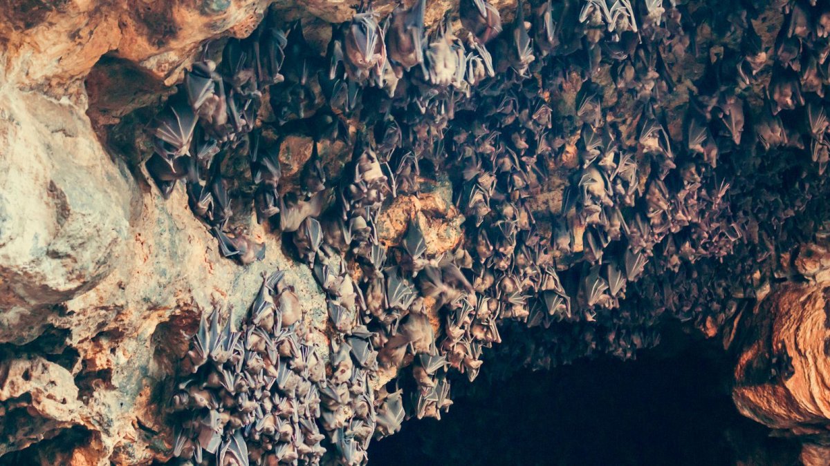 Мамонтовая пещера летучие мыши