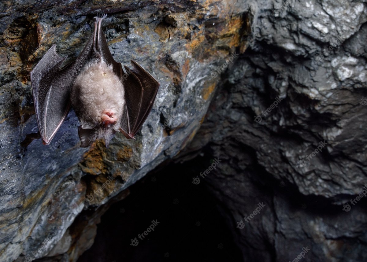 Пещерная мышь