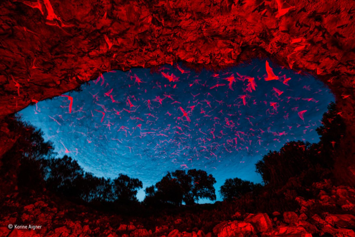 Летучие мыши в пещере