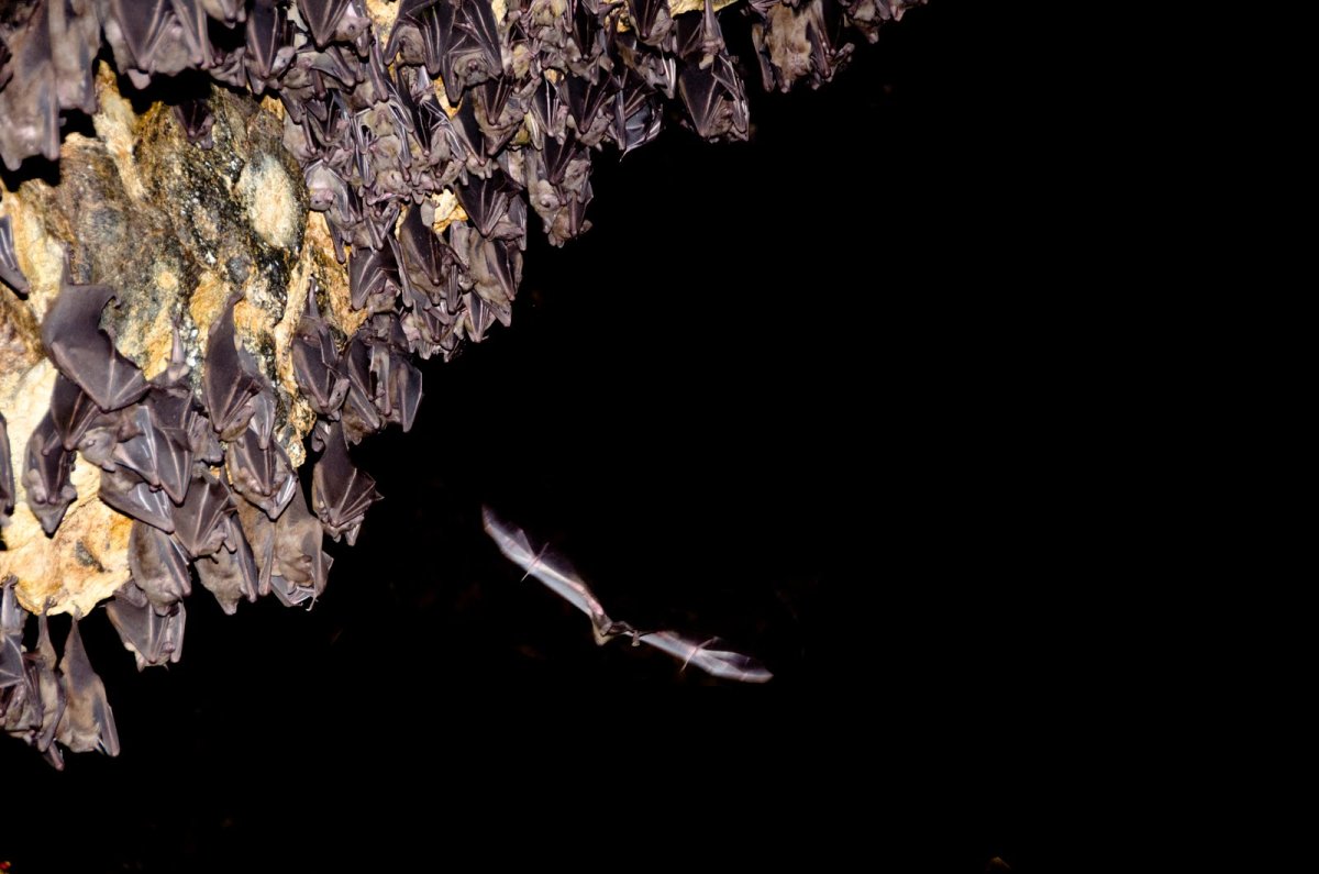 Летучие мыши много