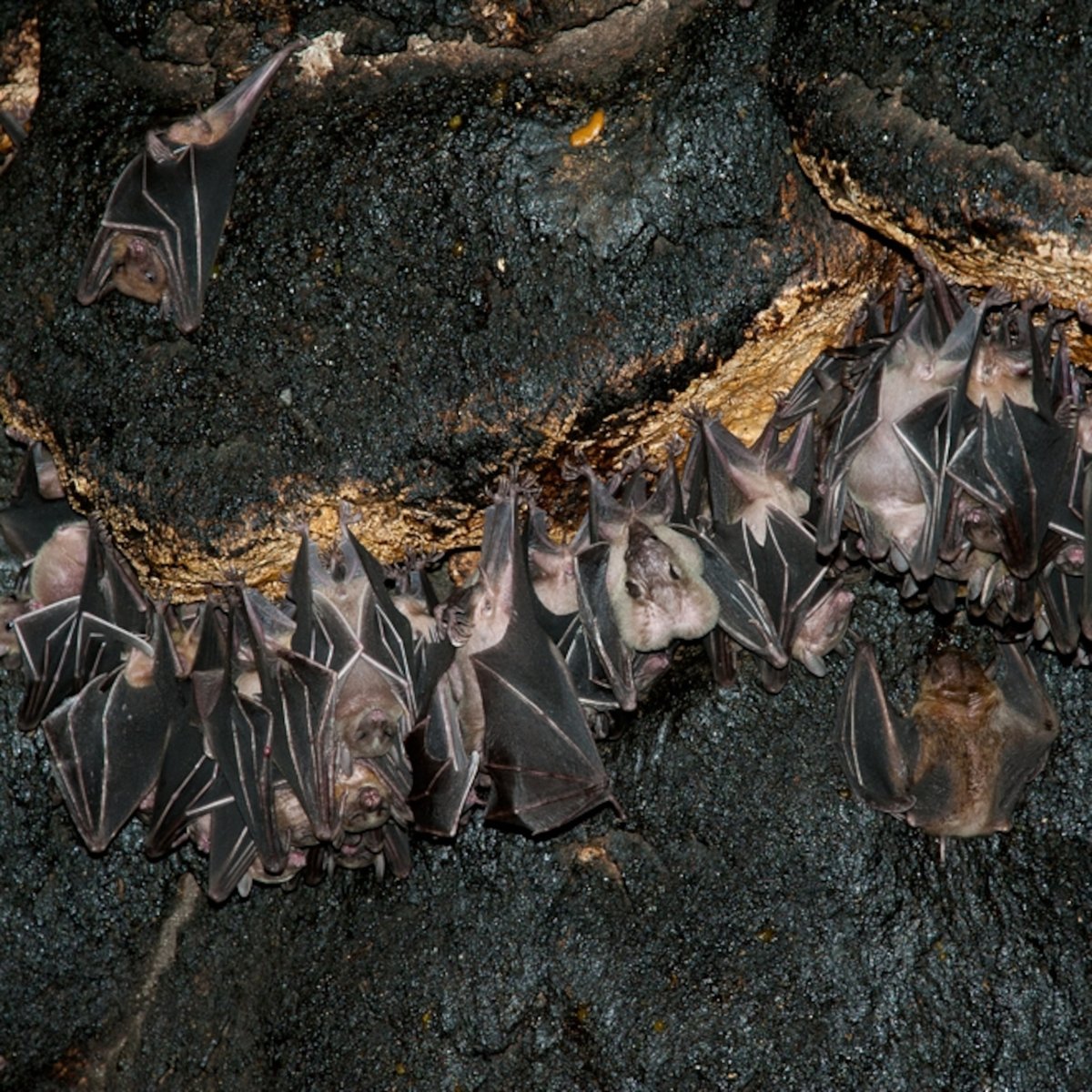 Летучая мышь Пещерная