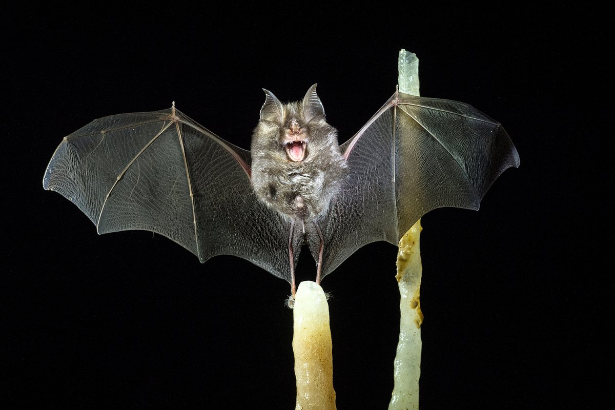 Бузулукский Бор летучие мыши