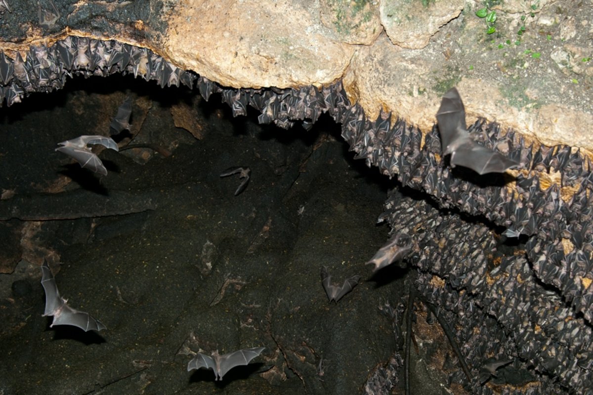 Пещера летучих мышей на Бали