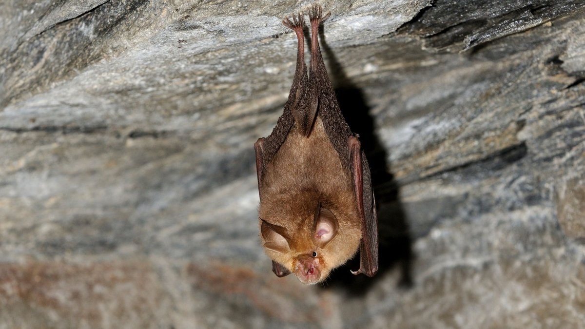 Летучие мыши в пещере