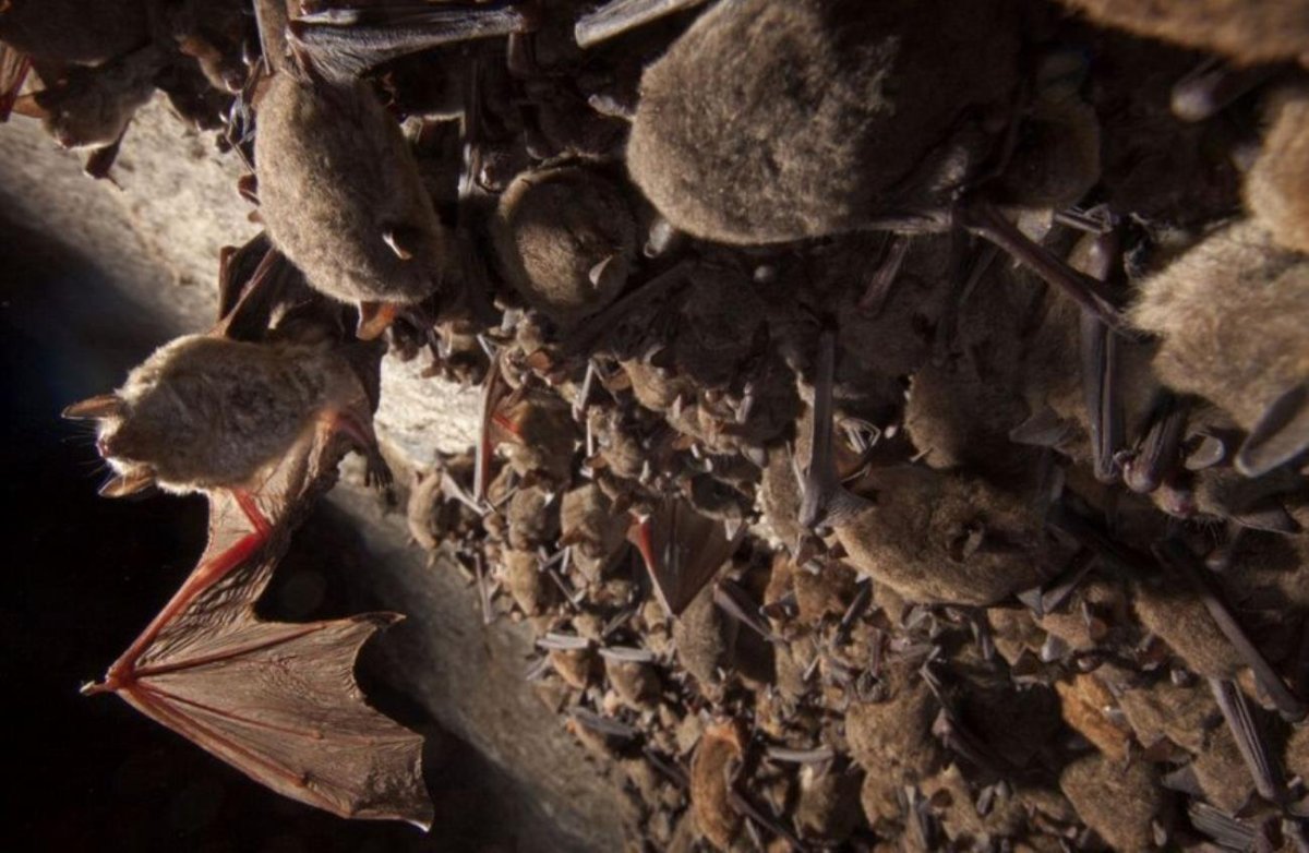 Летучие мыши спят в пещере