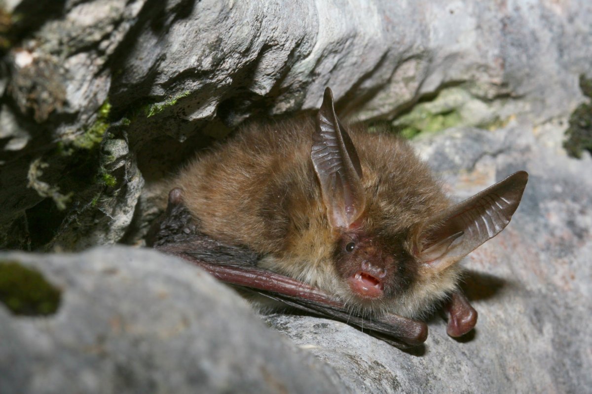 Стая летучих мышей