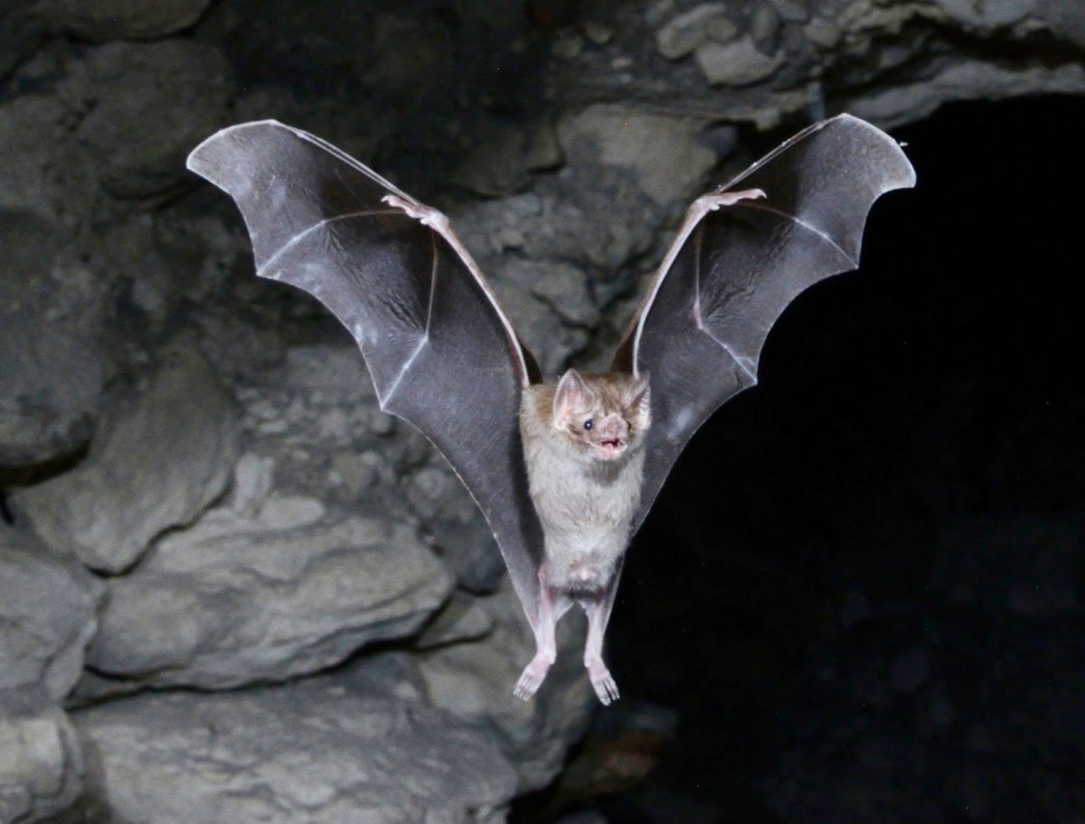 Летучая мышь питомец
