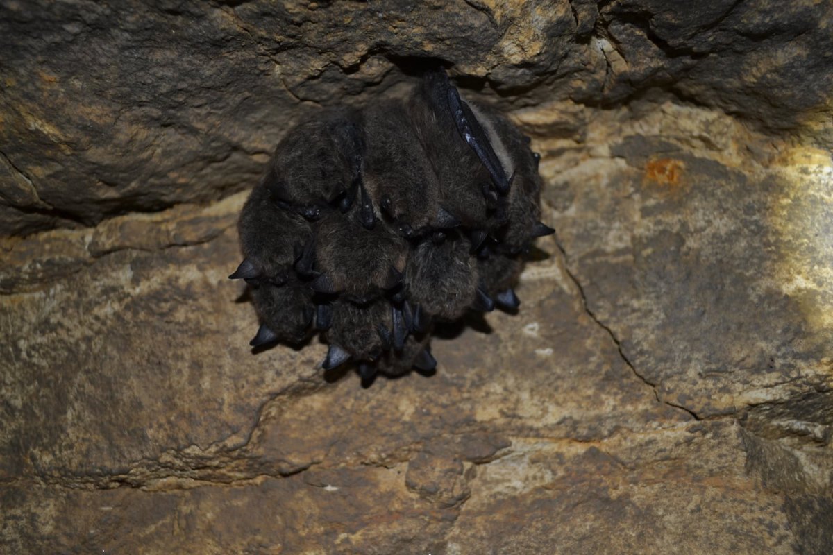 Летучая мышь обыкновенная ночница