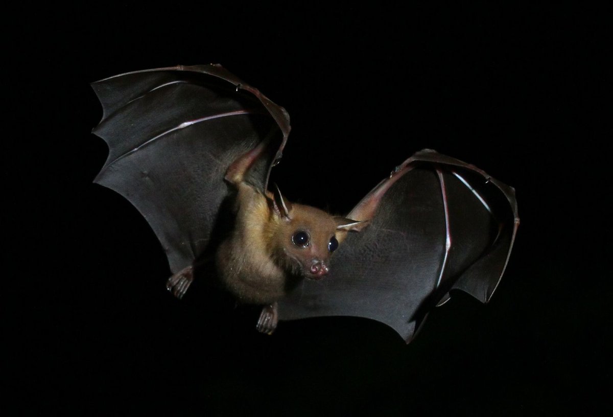 Летучая мышь спит