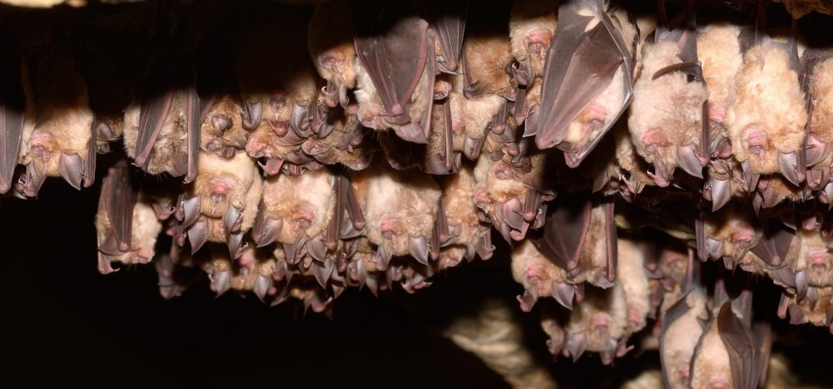 Летучая мышь подковонос