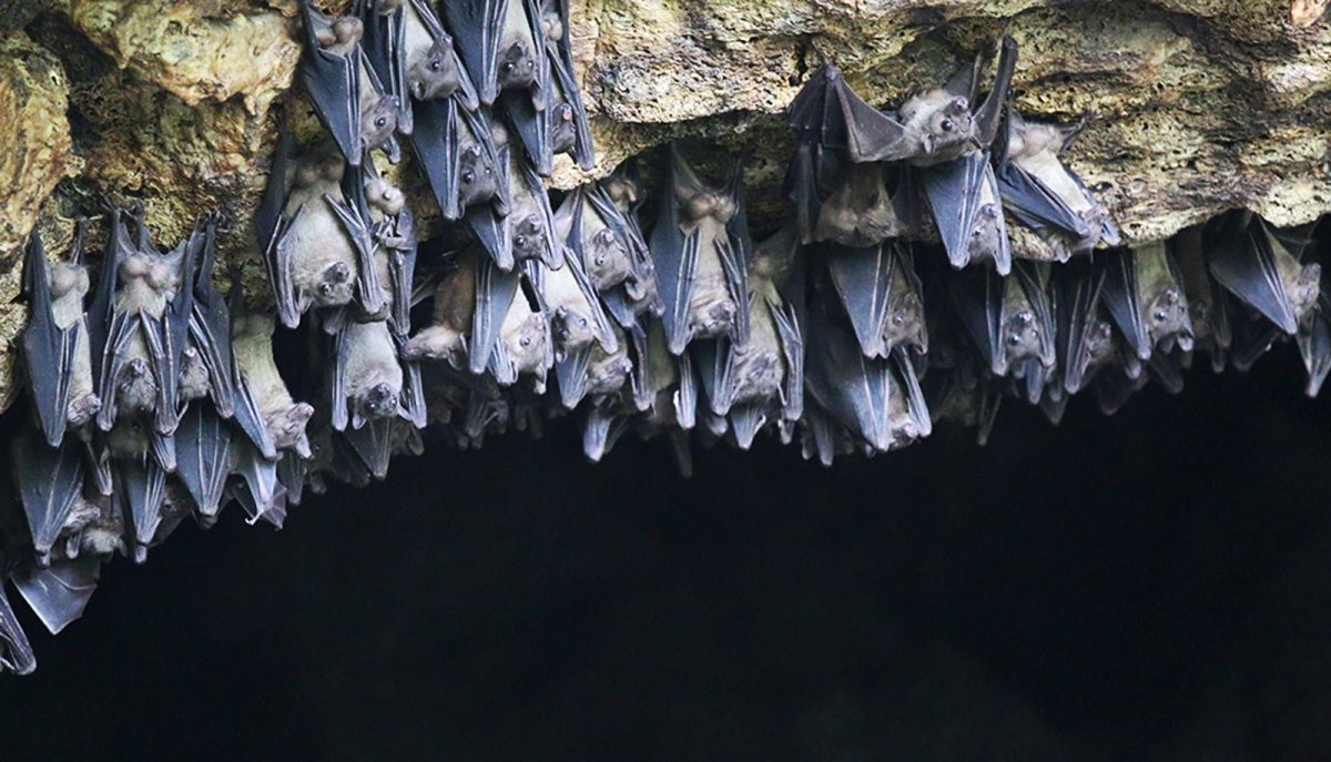 Вампир крылан