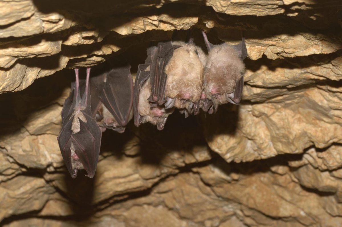 Летучие мыши в пещере