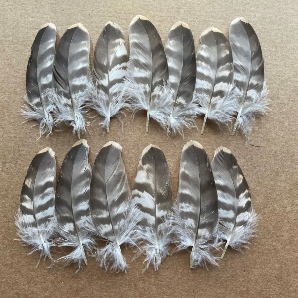 Ястреб Орел Сова