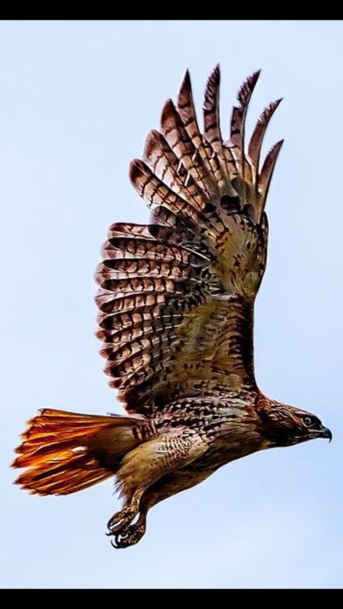 Перо Сапсана