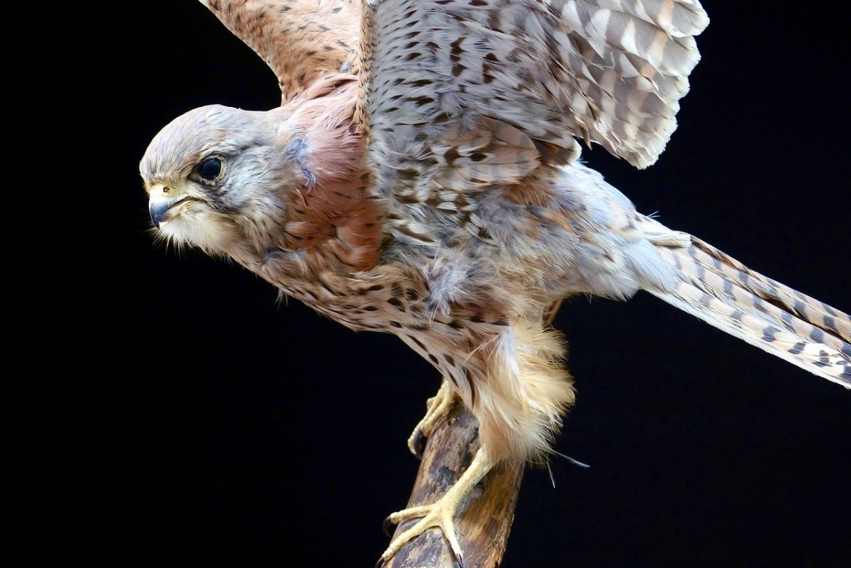 Перо Канюка