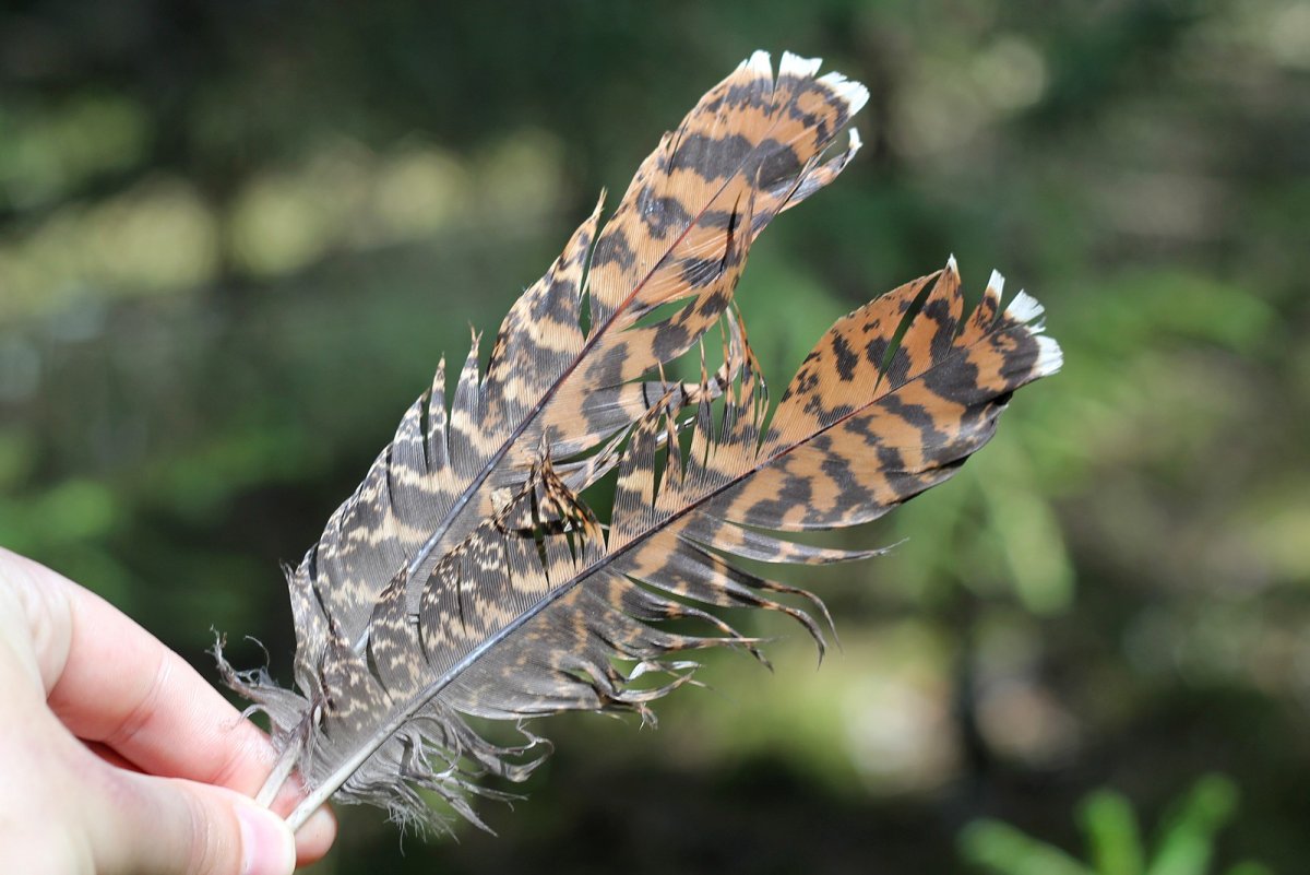 Восточно Сибирский Беркут