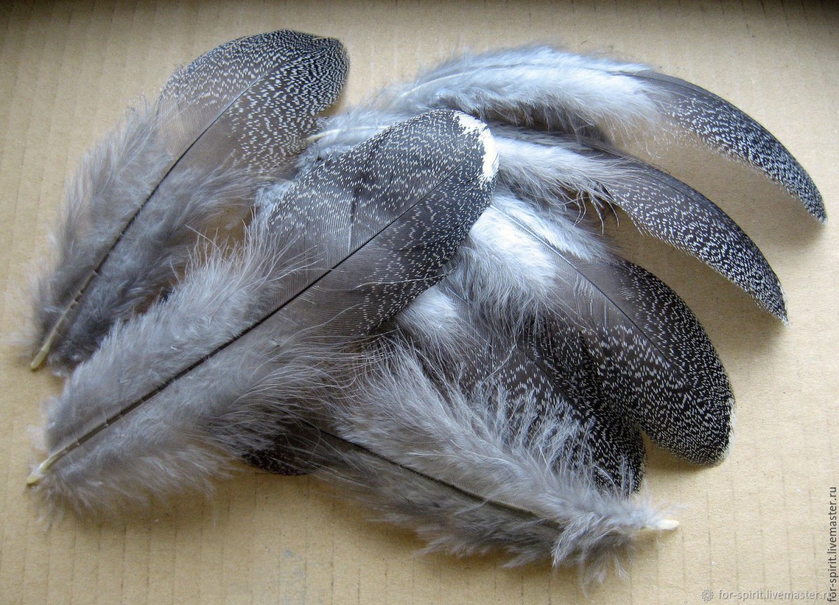 Хищные птицы ястреб Коршун