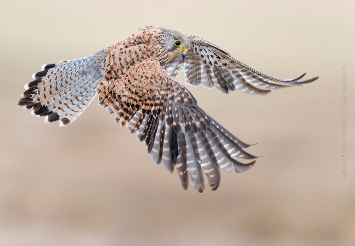 Ястреб орёл Пинскера