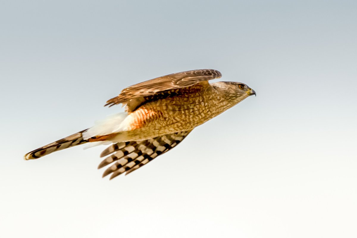 Ястреб для детей