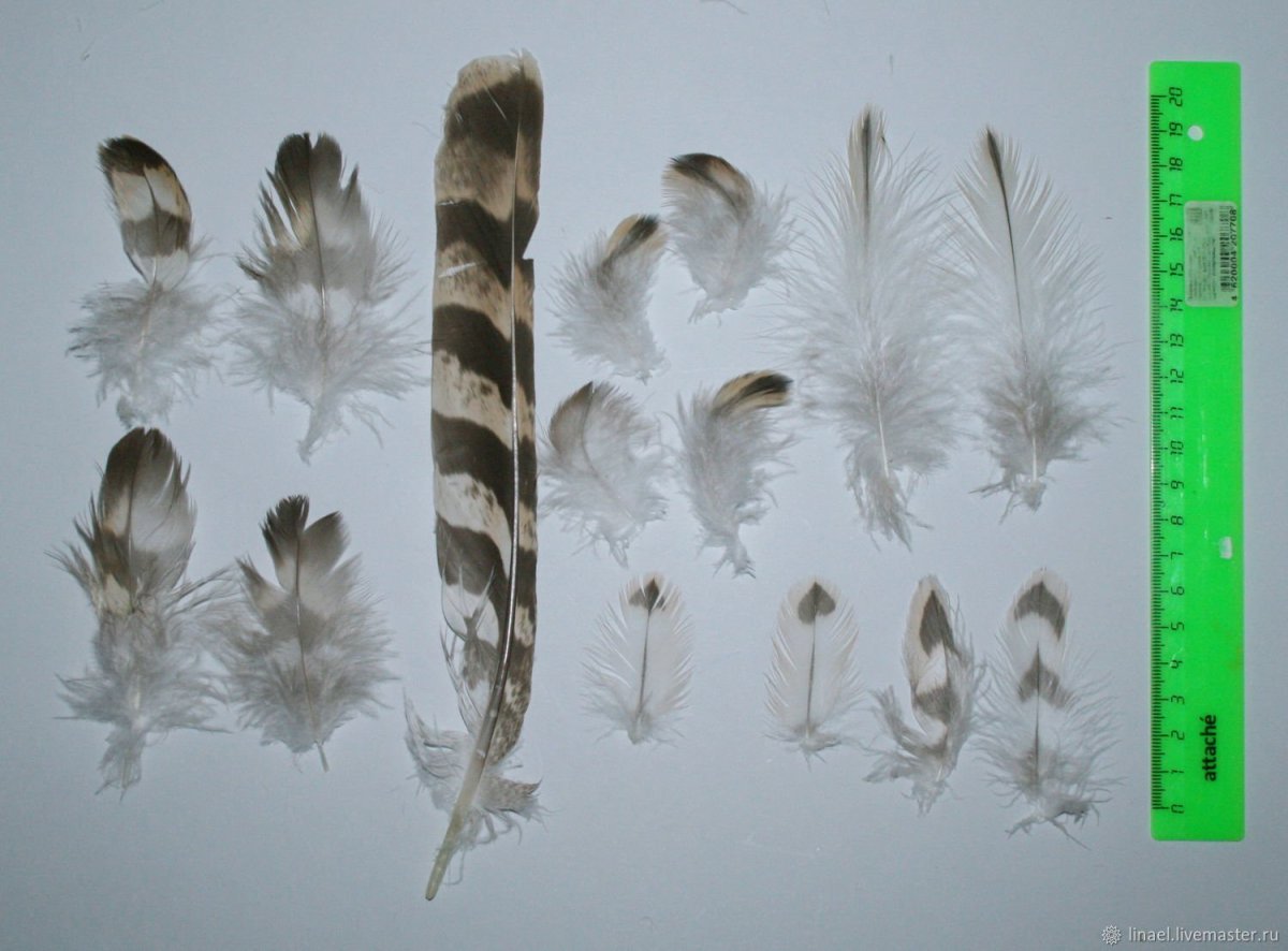 Магия ветряной ястреб рисунок