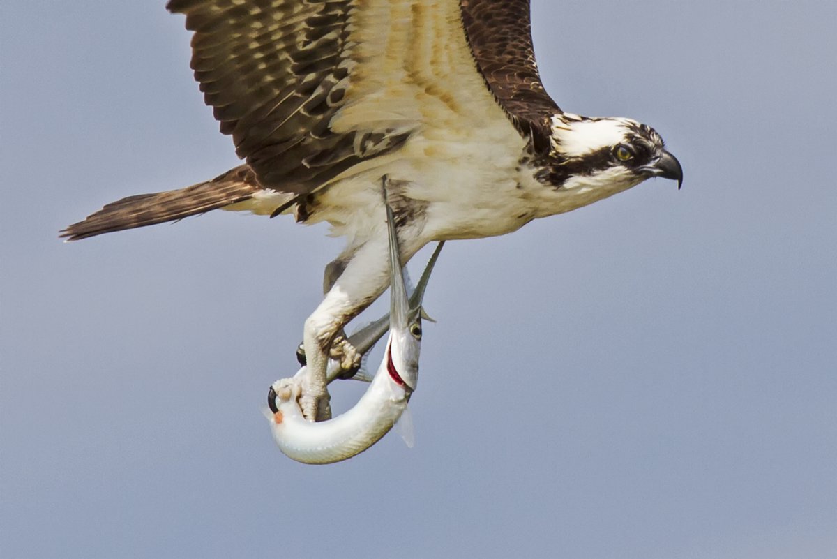 Крылья разных птиц