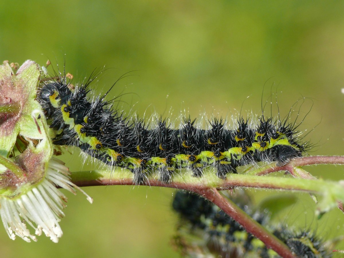 Гусеница павония