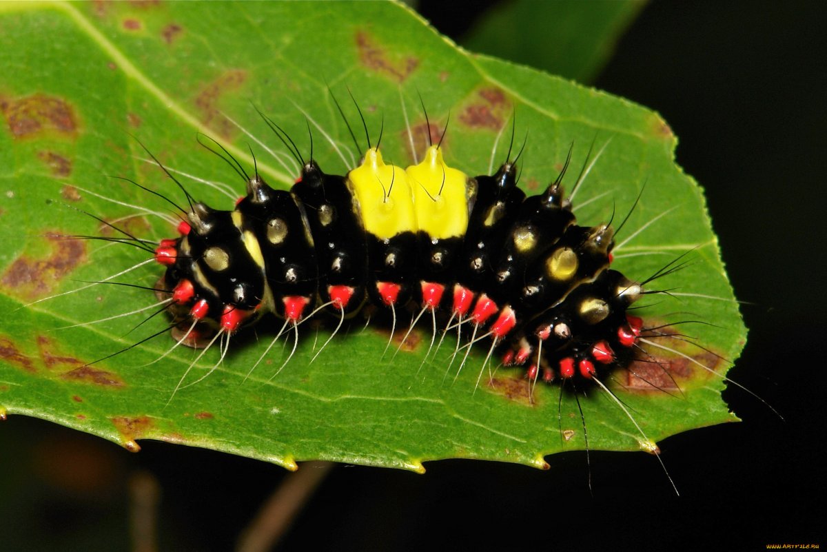 Яркие гусеницы