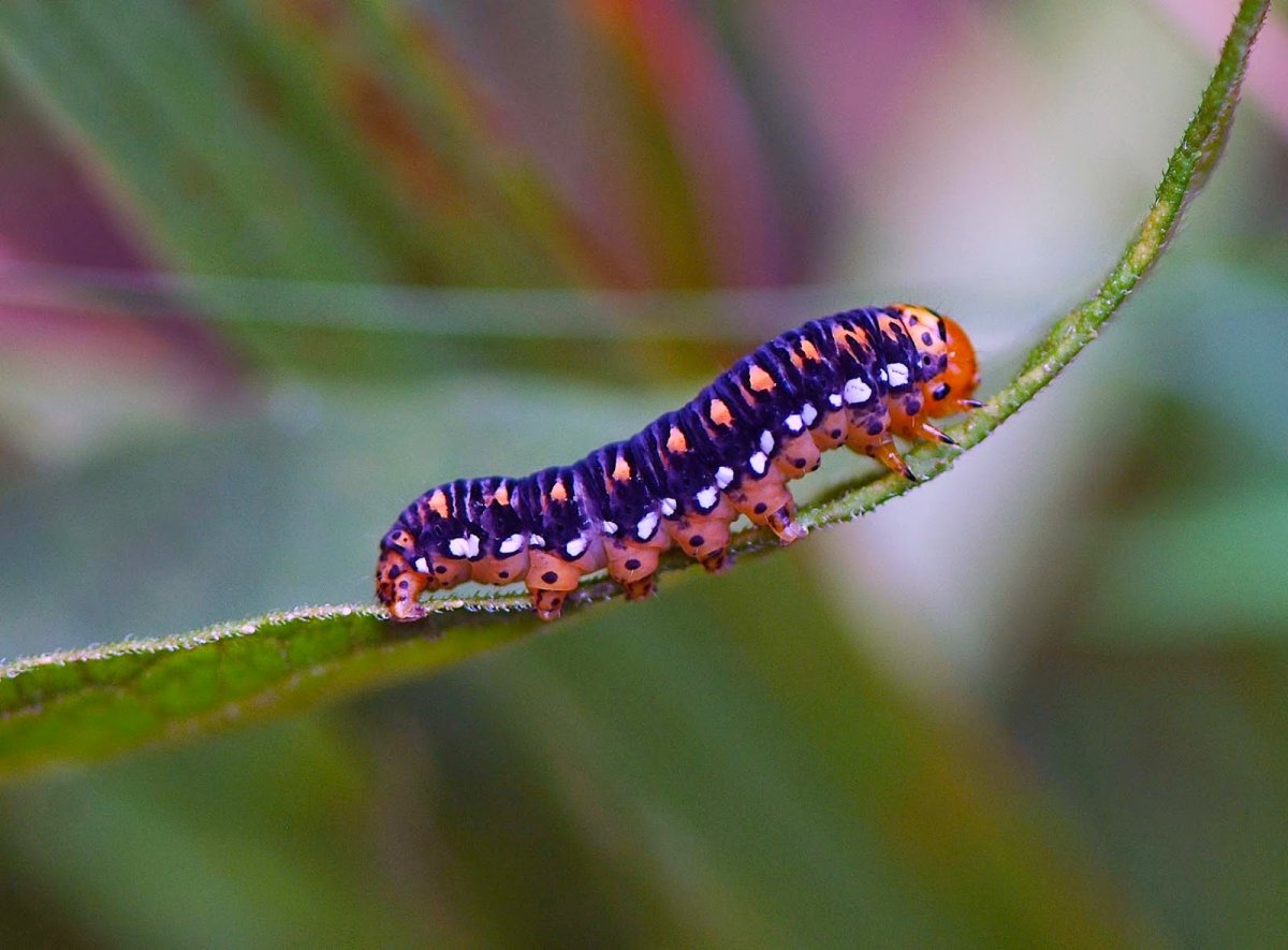 Гусеница Thyrinteina leucocerae