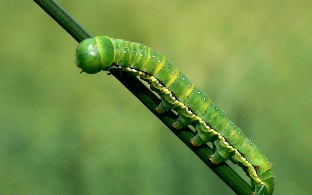 Гусеница БРАЖНИКА тополевого