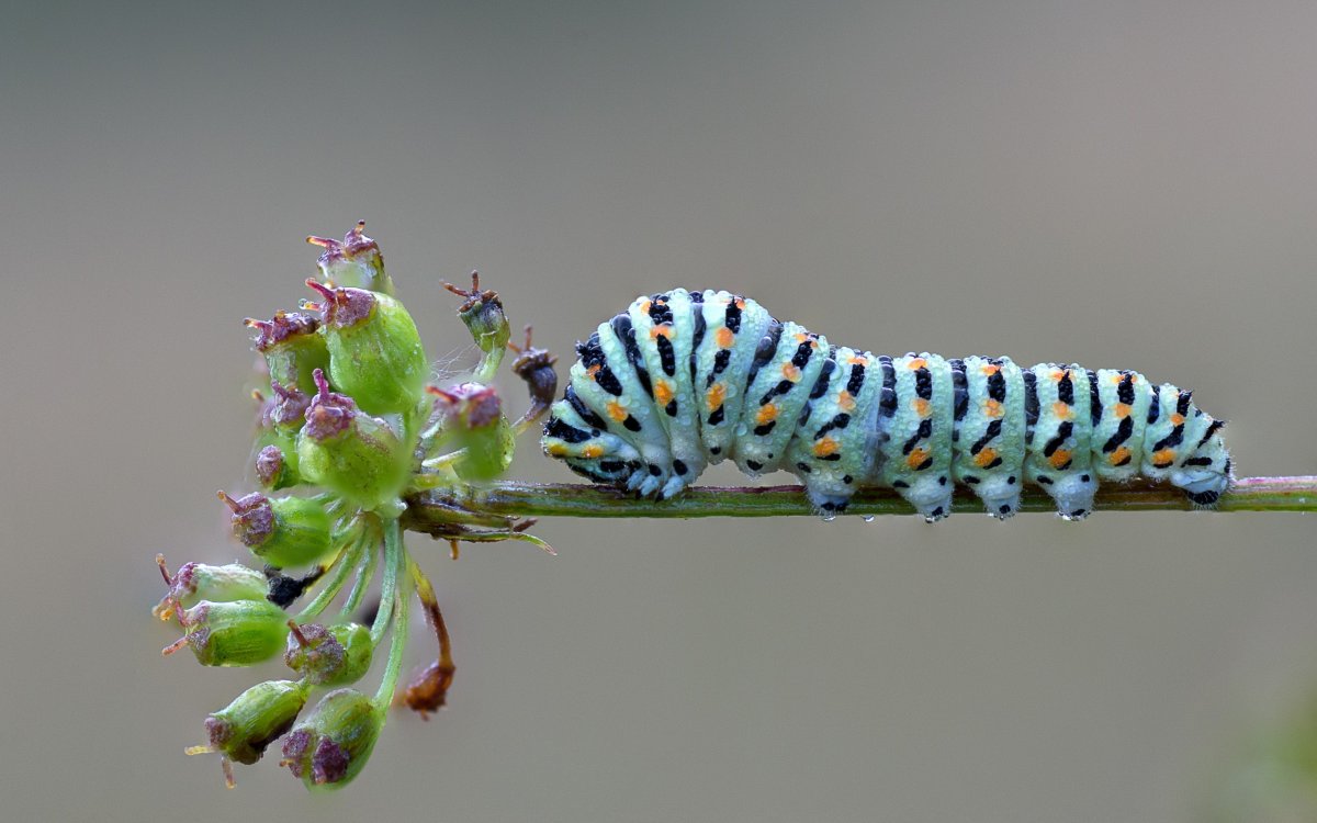 Caterpillar гусеница