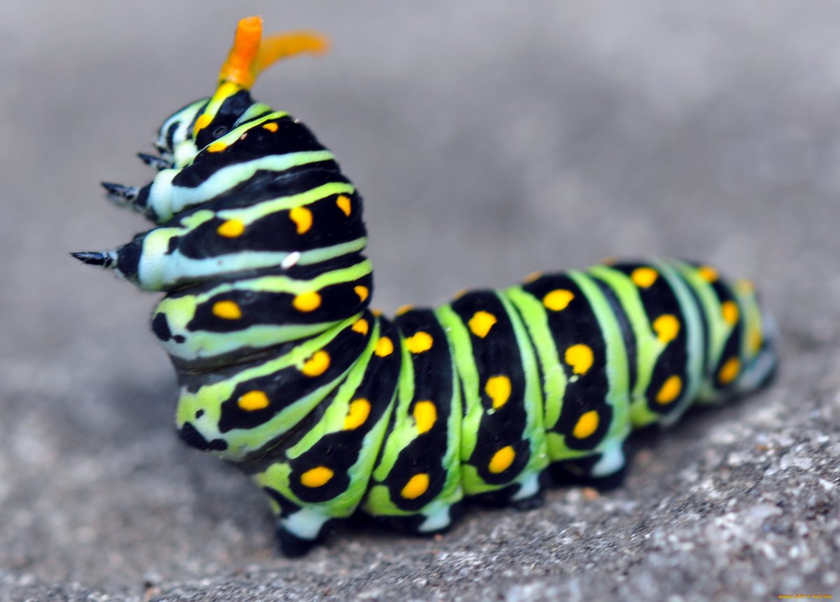 Яркие гусеницы