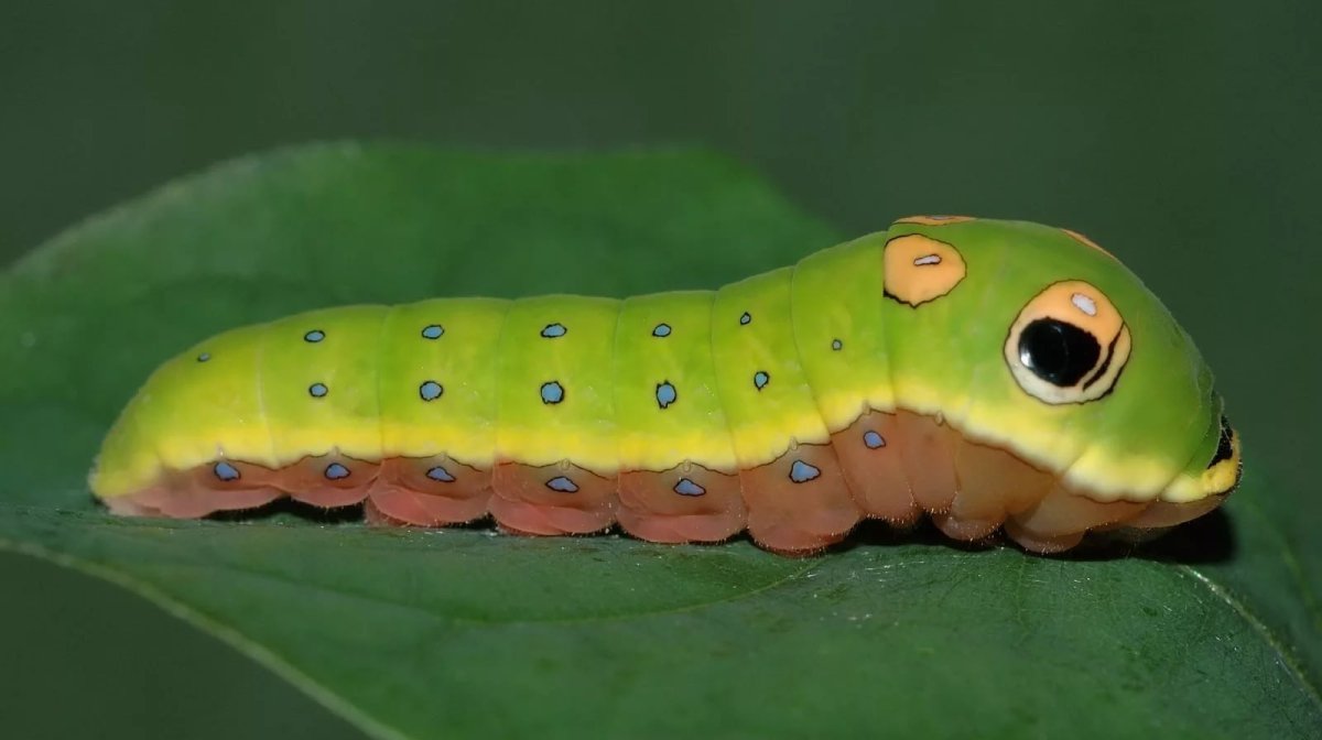 Гусеница бабочки Spicebush Swallowtail