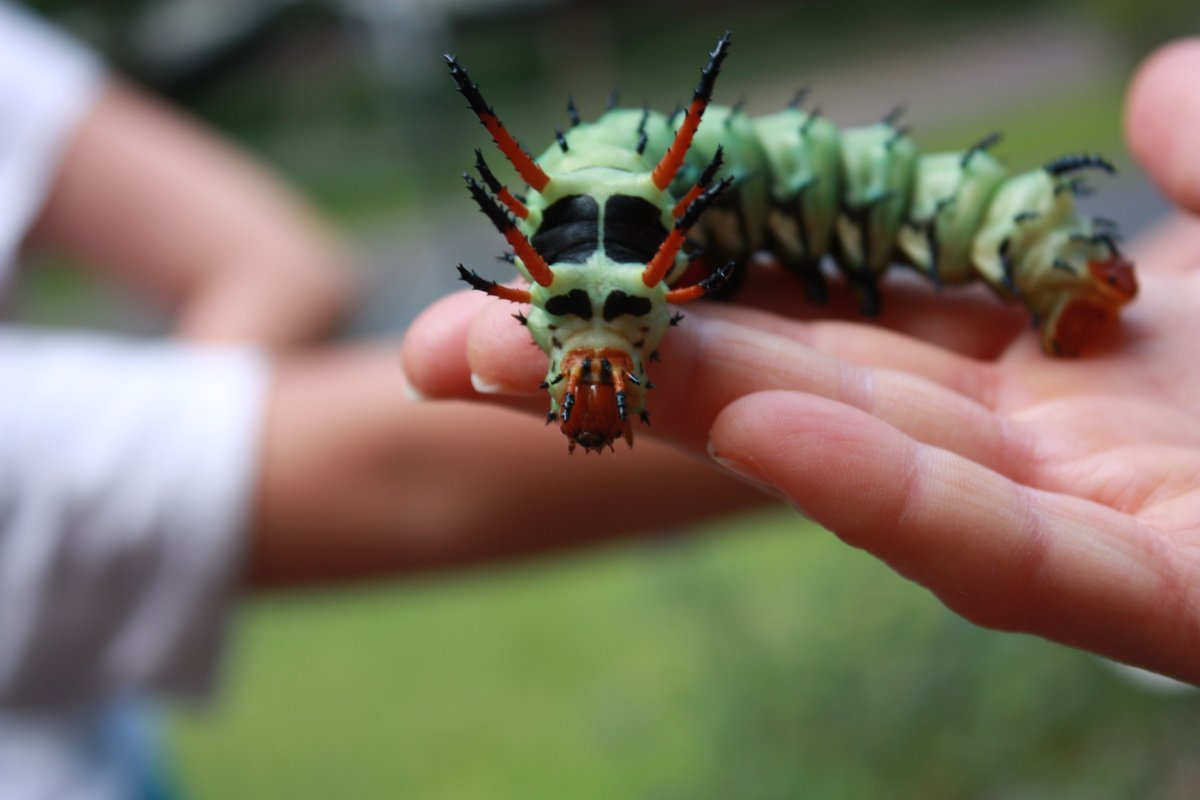 Рогатый дьявол Гикори гусеница