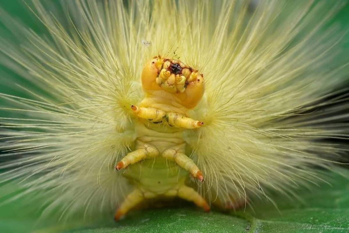 Гусеница бабочки Carthaea saturnioides