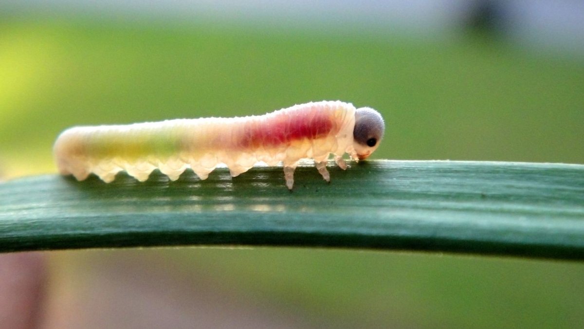 Hawk Moth Caterpillar гусеница