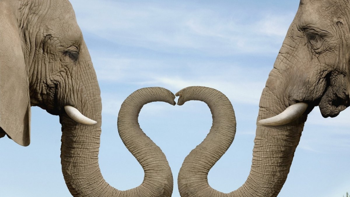 Слоны в облаках